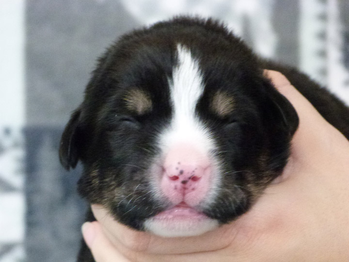 chinook puppy